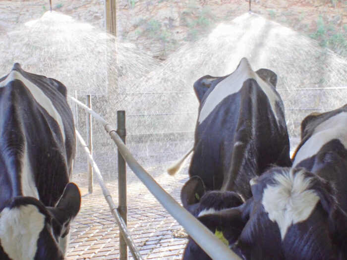 Menos calor e maior produção, afinal os aspersores retiram o calor corporal do rebanho